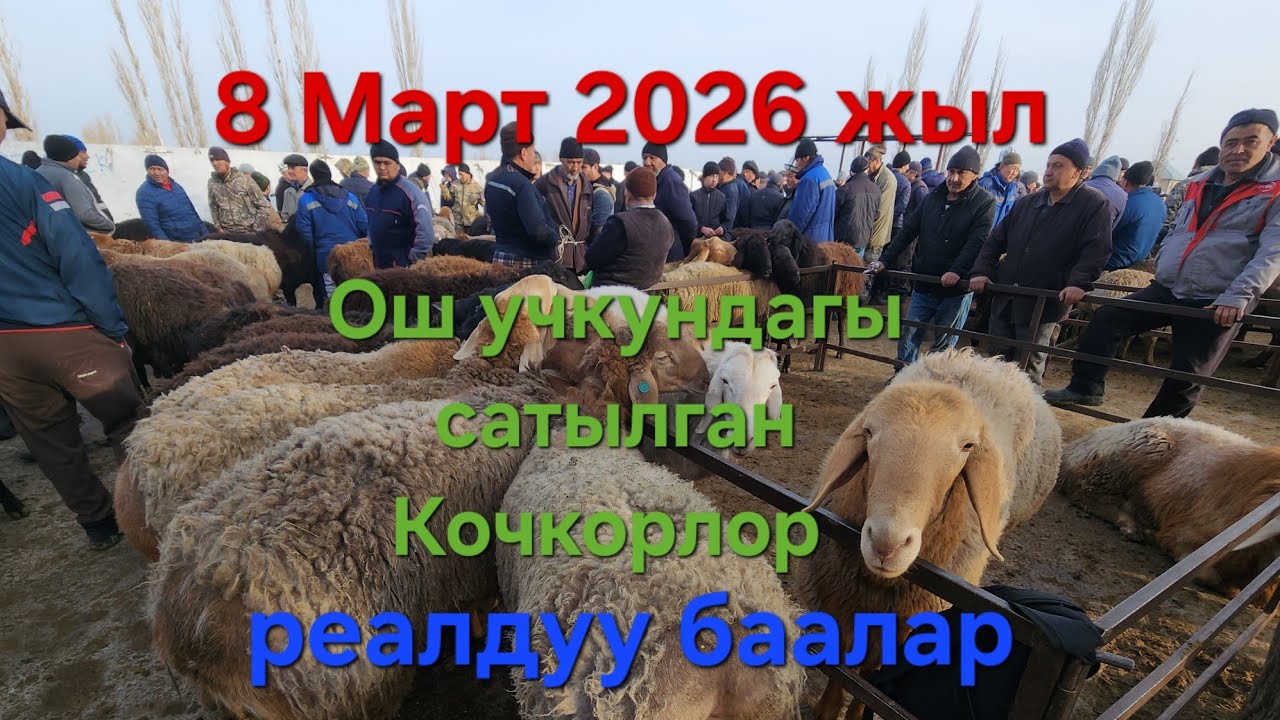 ОШ УЧКУН Кой Базар 8 Март 2026 ЖЫЛ САТЫЛГАН КОЧКОРЛОР #базар #видео #рекомендации 