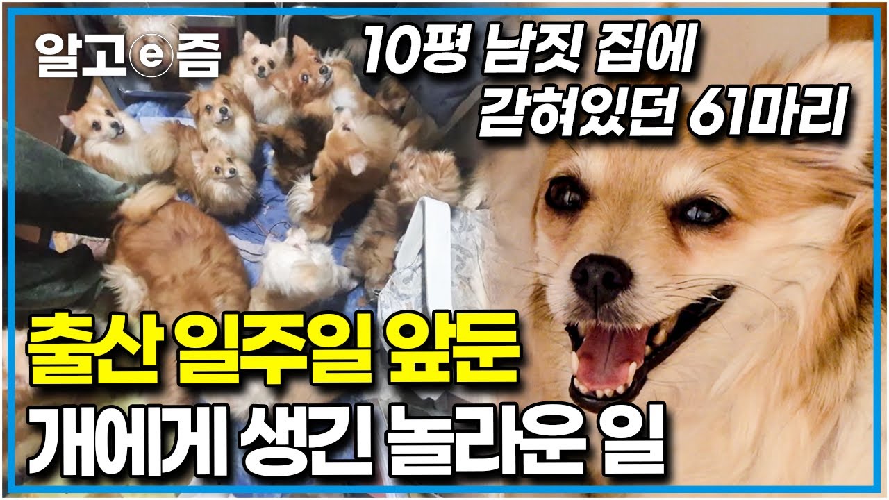 “새끼들은 잡아먹힌 흔적도 있었다고..” 애니멀 호더 집에서 임신한 채 방치되어 있던 개.. 출산 일주일 앞두고 찾아온 기적│세상에 나쁜 개는 없다│알고e즘