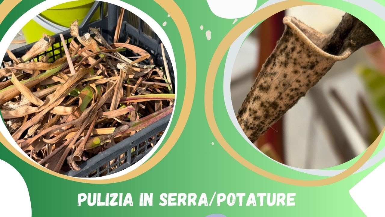 Potature rimozione secco e Aggiornamenti