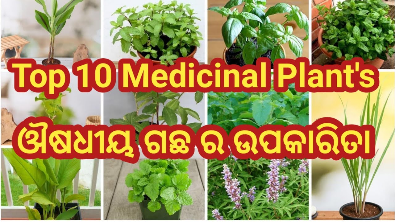 ଔଷଧୀୟ ଗଛ ର ଉପକାରିତା ,🌿 Grow Your Own Herbal Medicine Garden 🌼🏡 #medicinalplants #medicinalgarden