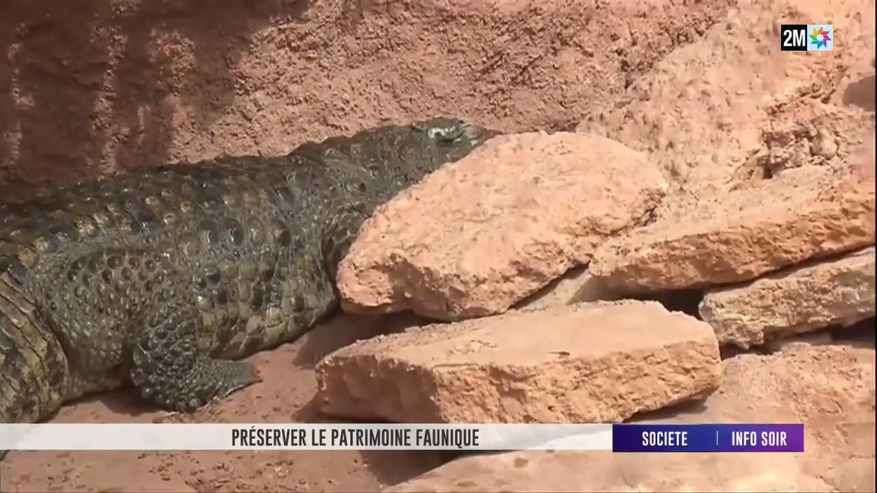Le crocodile du désert