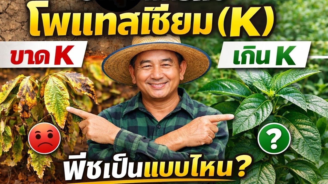 โพแทสเซียม K ธาตุอาหารพืชที่ขาดไม่ได้ ขาดแล้วพืชเป็นอย่างไร