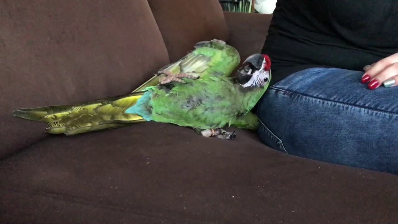 Ara Militaris, Military Macaw, Soldaten Ara, playing and cuddling :)
