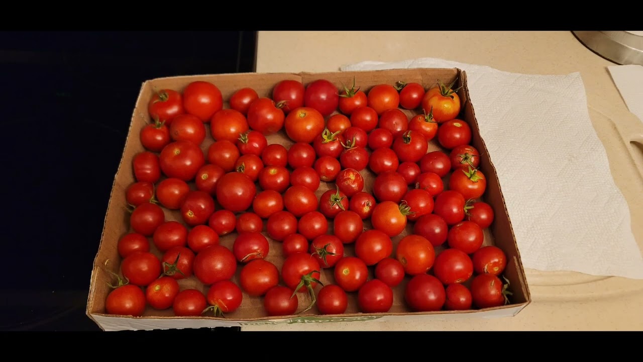 Floridade Tomatoes Gone Wild
