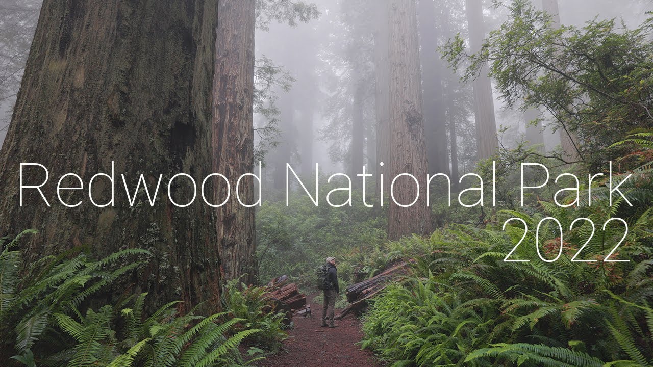 Photographing The California Redwoods 2022 | Woodland Landscape Photography | 4k