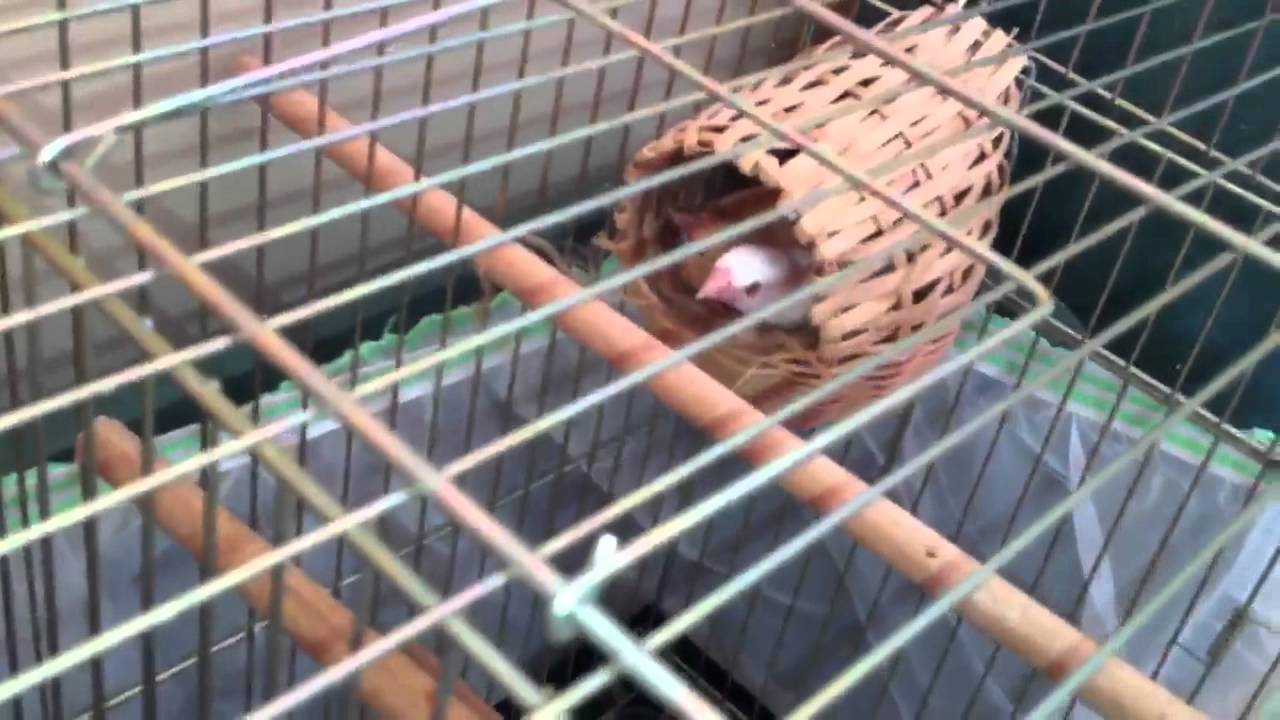 Bengal İspinozu Üretim Durumu.