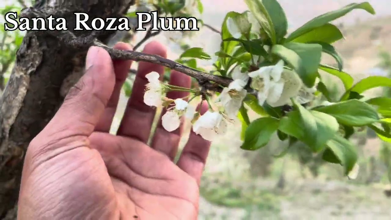 Different Plum varieties crop update on 15th March, 2026