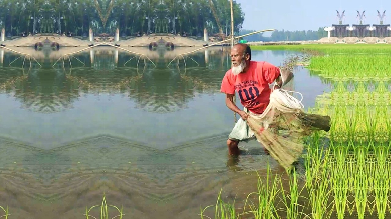 Fishing by Professional Poor Fisherman - Amazing Fish Hunting - Village Fishing Video