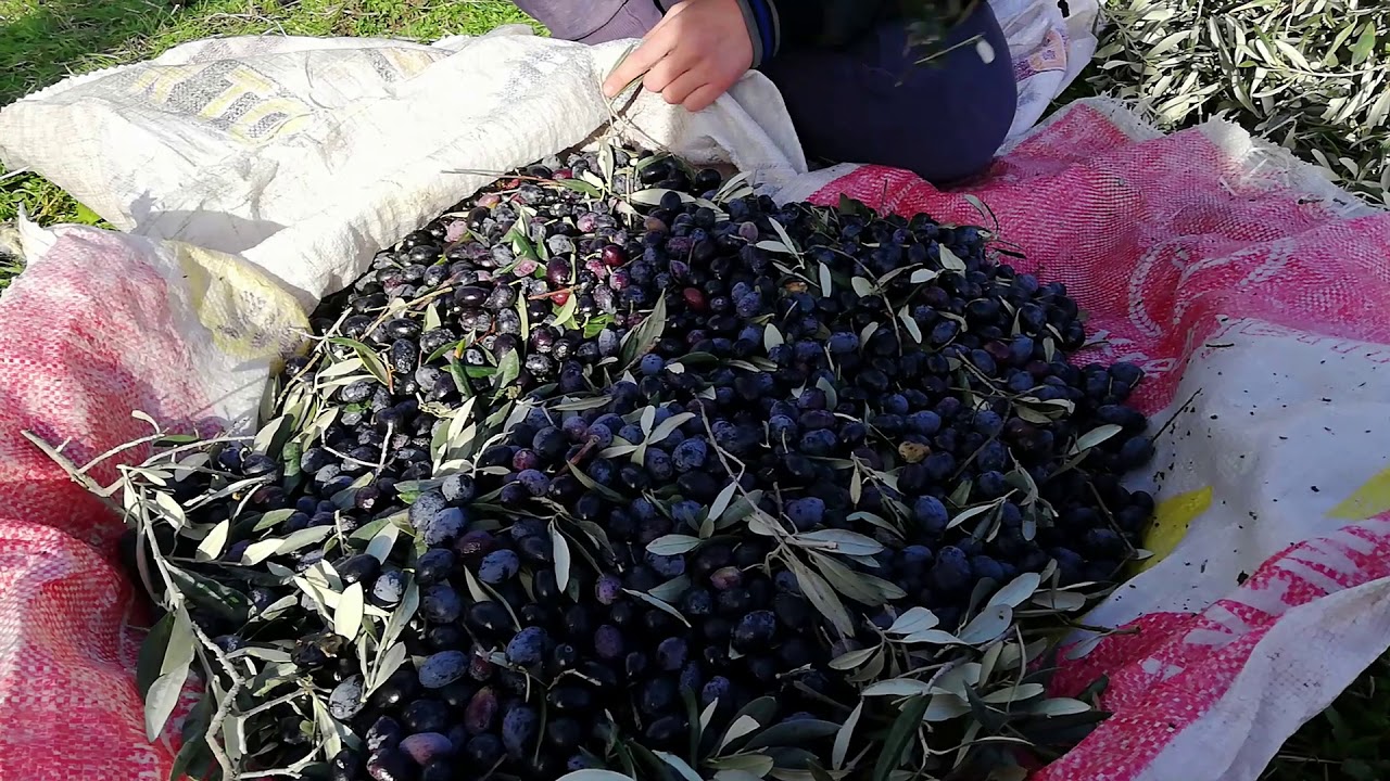 Zeytin silkme / Toplama / Sıkma - aşamaları sizlerle