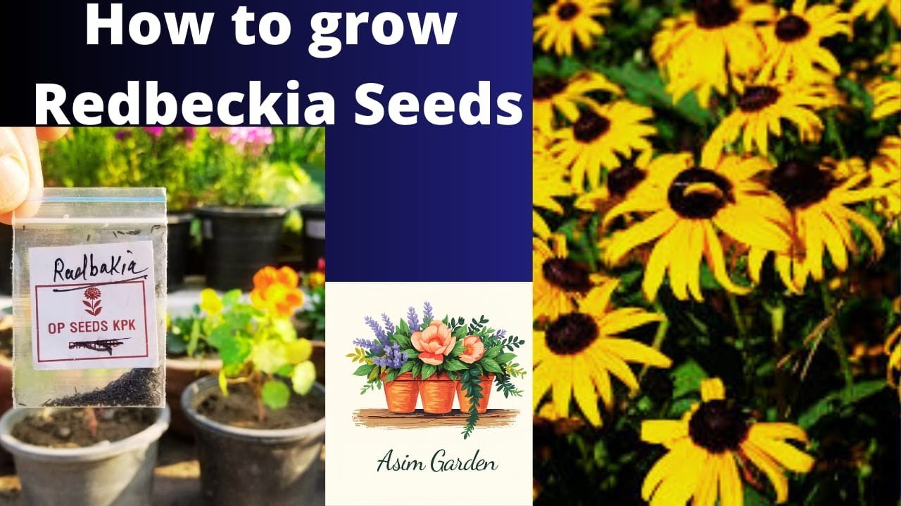How to grow Redbeckia seeds with care tips at Asim Rooftop Garden | Coneflowers seeds
