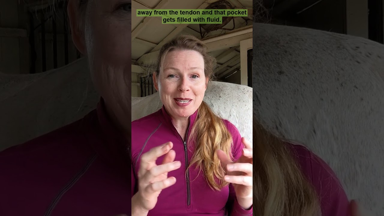 Windpuffs on horse legs!  #windpuffs #horselegs #horsehealth #horsesoundness
