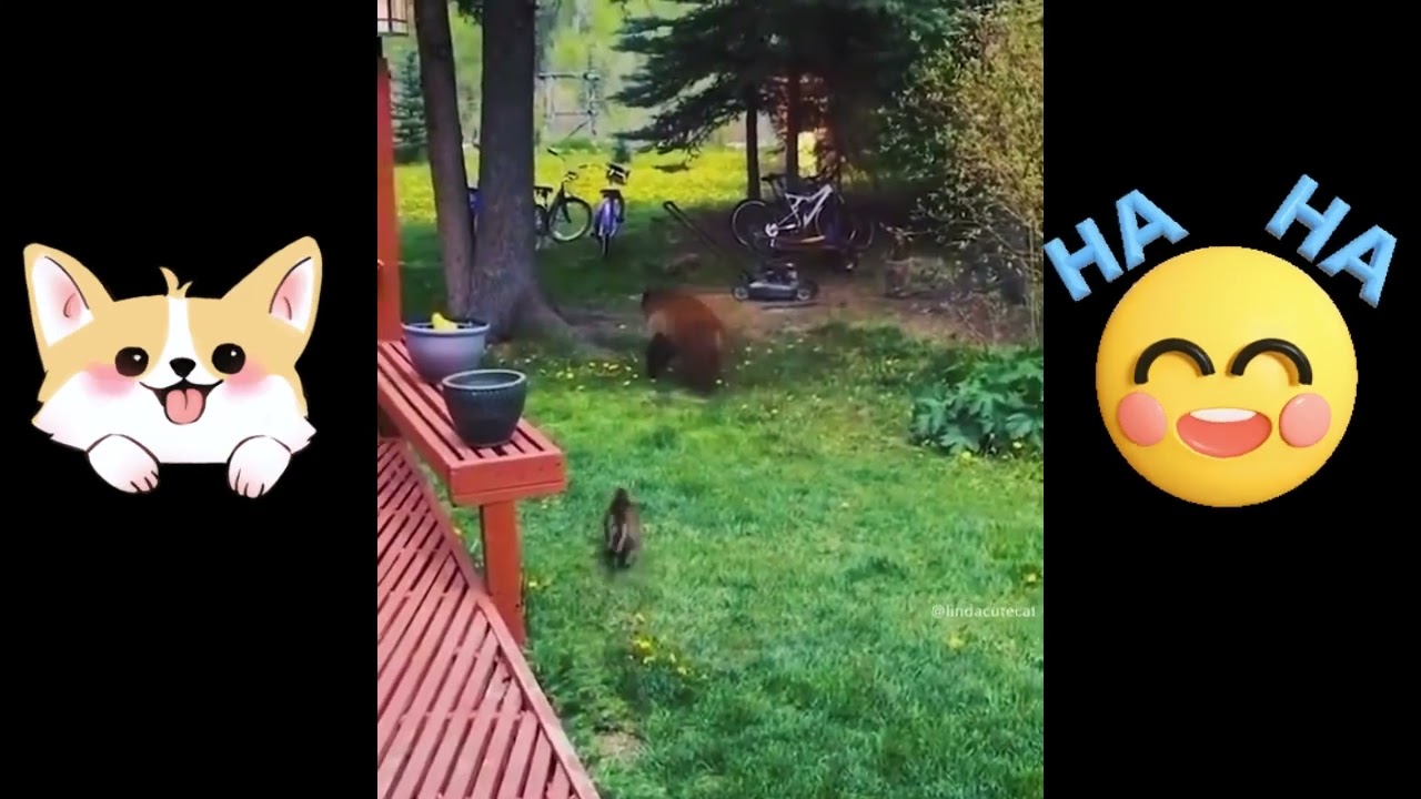 K&Ouml;PEKLERİ KORKUTMAK | EĞLENCELİ K&Ouml;PEK VİDEOLARI