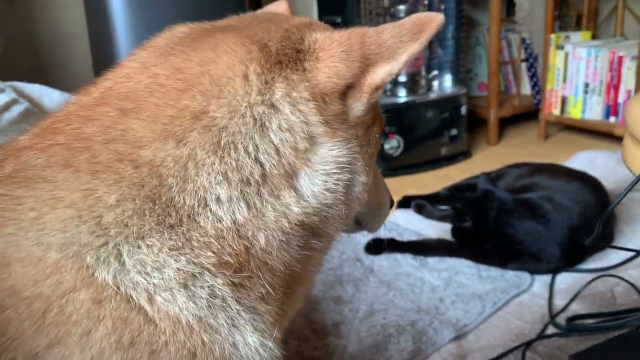 危なそうな黒猫を見張る柴犬…でも目がとろけてたの最高すぎる🐱🐶🥺