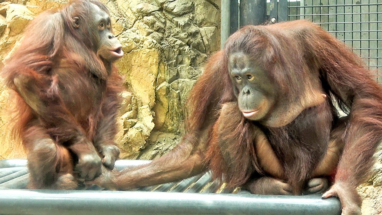 ずっとロキ(♂6)に攻められたチェリアお姉ちゃん(♀10)・オランウータン　2025/05/12