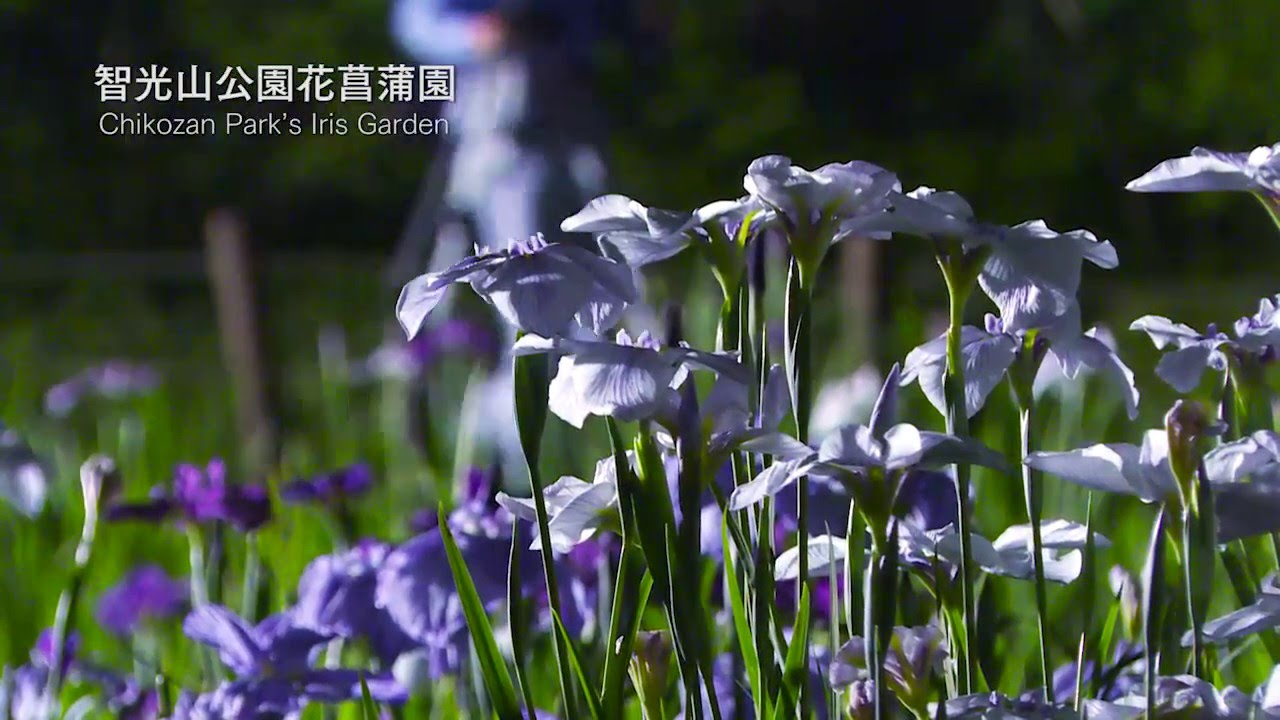 狭山市 智光山公園花菖蒲園まつり