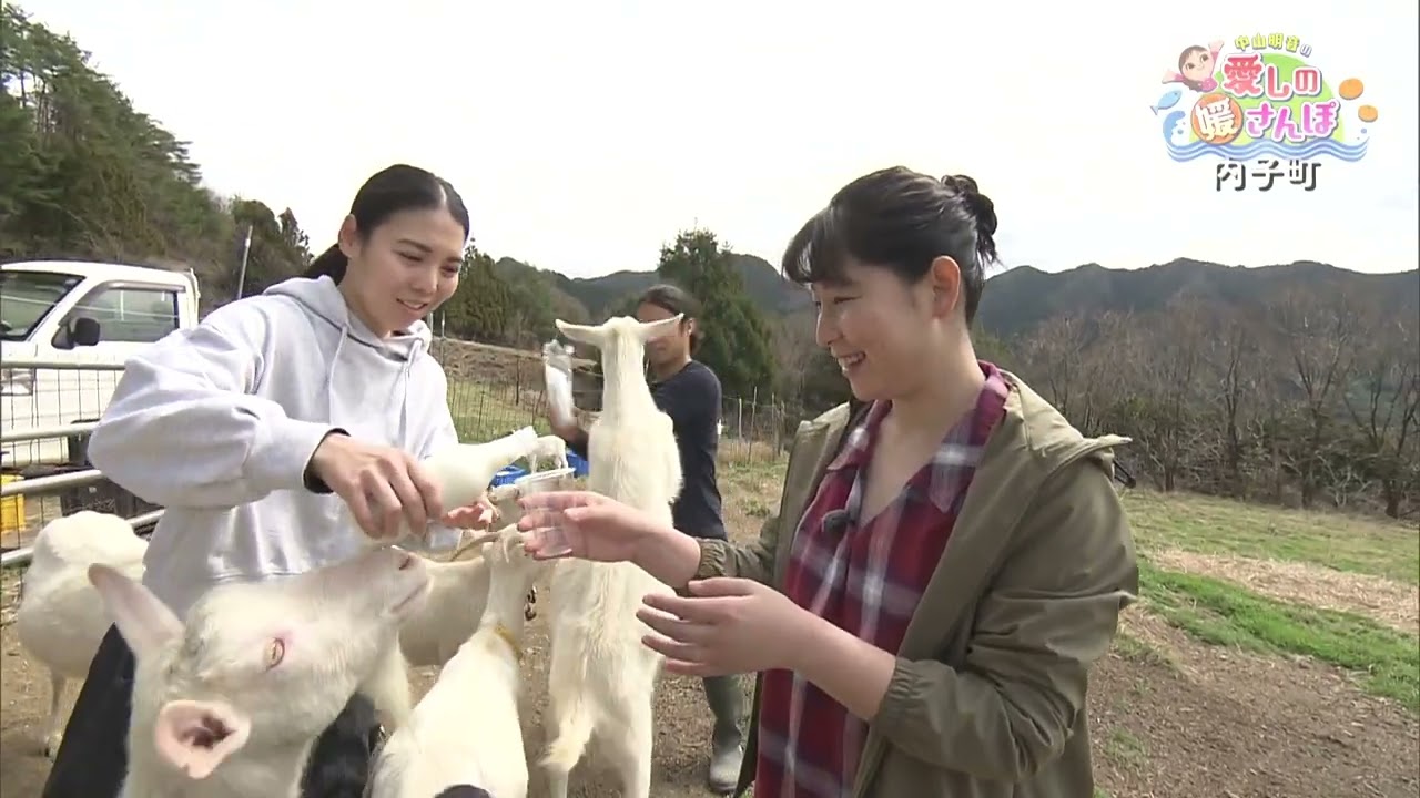 【媛さんぽ】春の内子町でヤギとのんびり