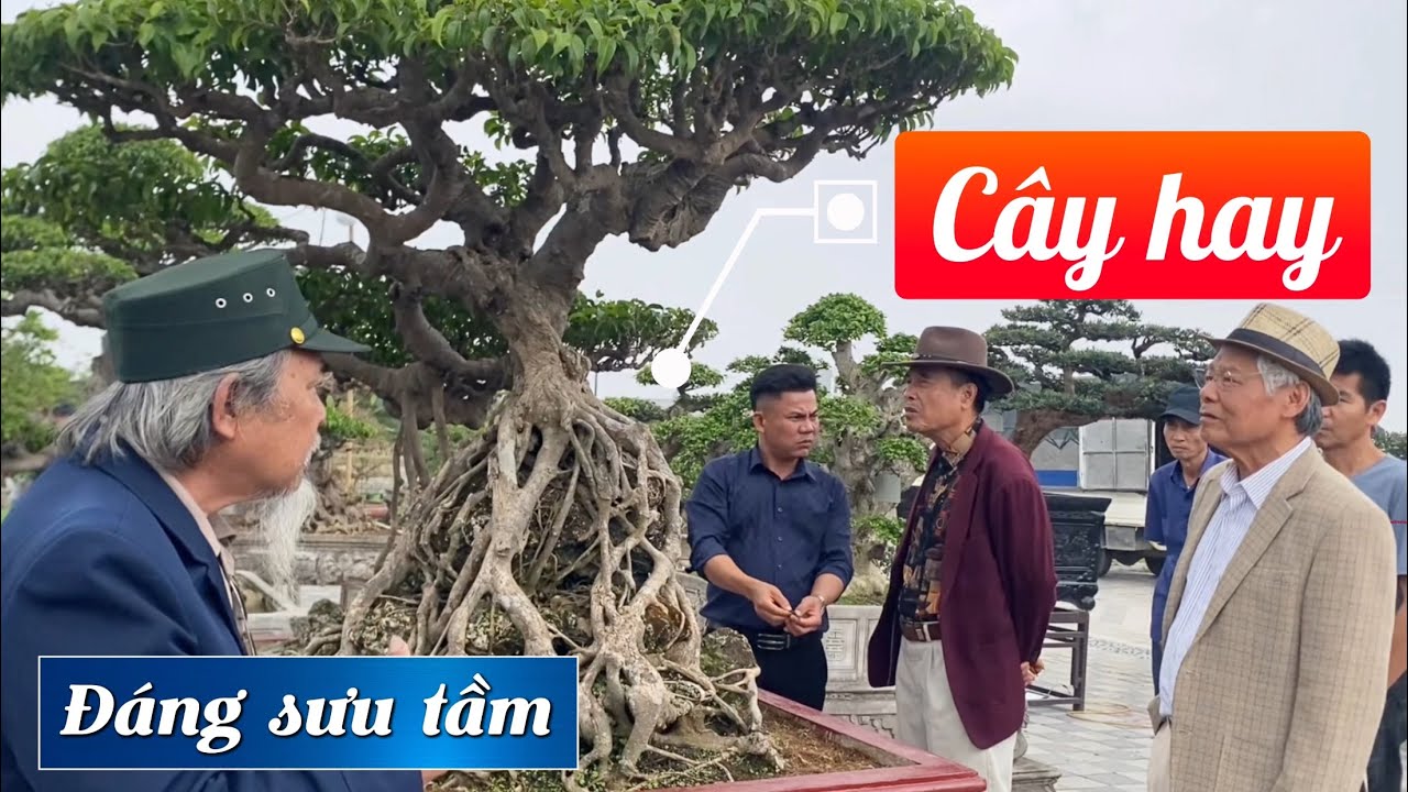 Cây hay đáng sưu tầm. Tại triển lãm khuôn viên văn hoá Đền Trần.