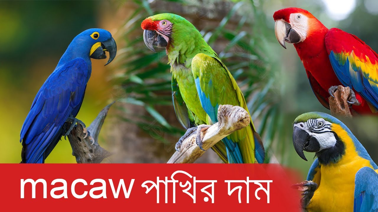 Macaw bird price in Bangladesh | macaw bird price 2021