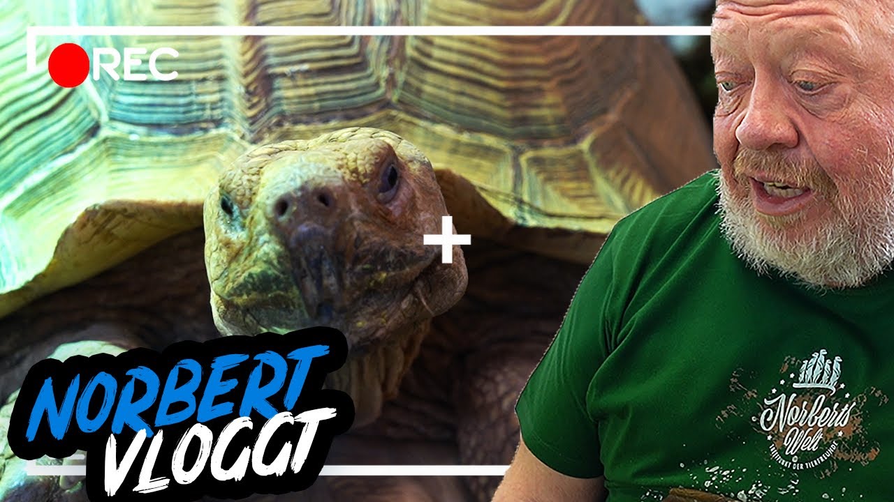 AUCH SCHILDKRÖTEN MACHEN SIESTA – NORBERT VLOGGT | ZOO ZAJAC