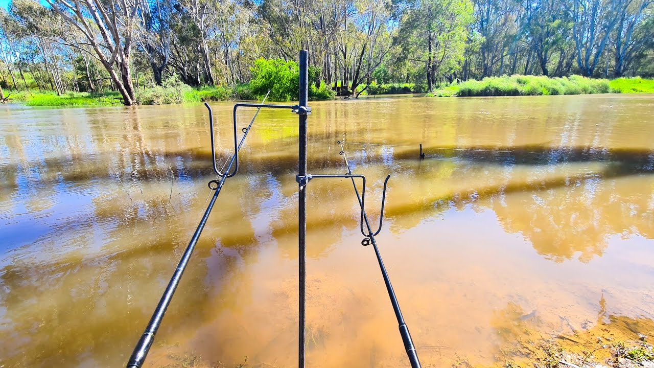 High water yellowbelly and carp fishing