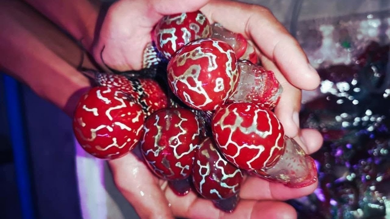 Beautiful 9 Super Red GB Flowerhorn Fishes | Big KOK Flowerhorn Cichlid