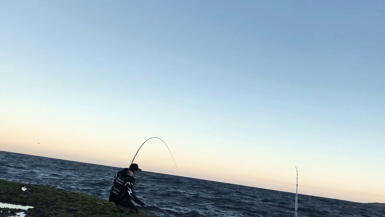 Shimano ISO limited vs 60cm Black Drummer 悉尼良型黑毛