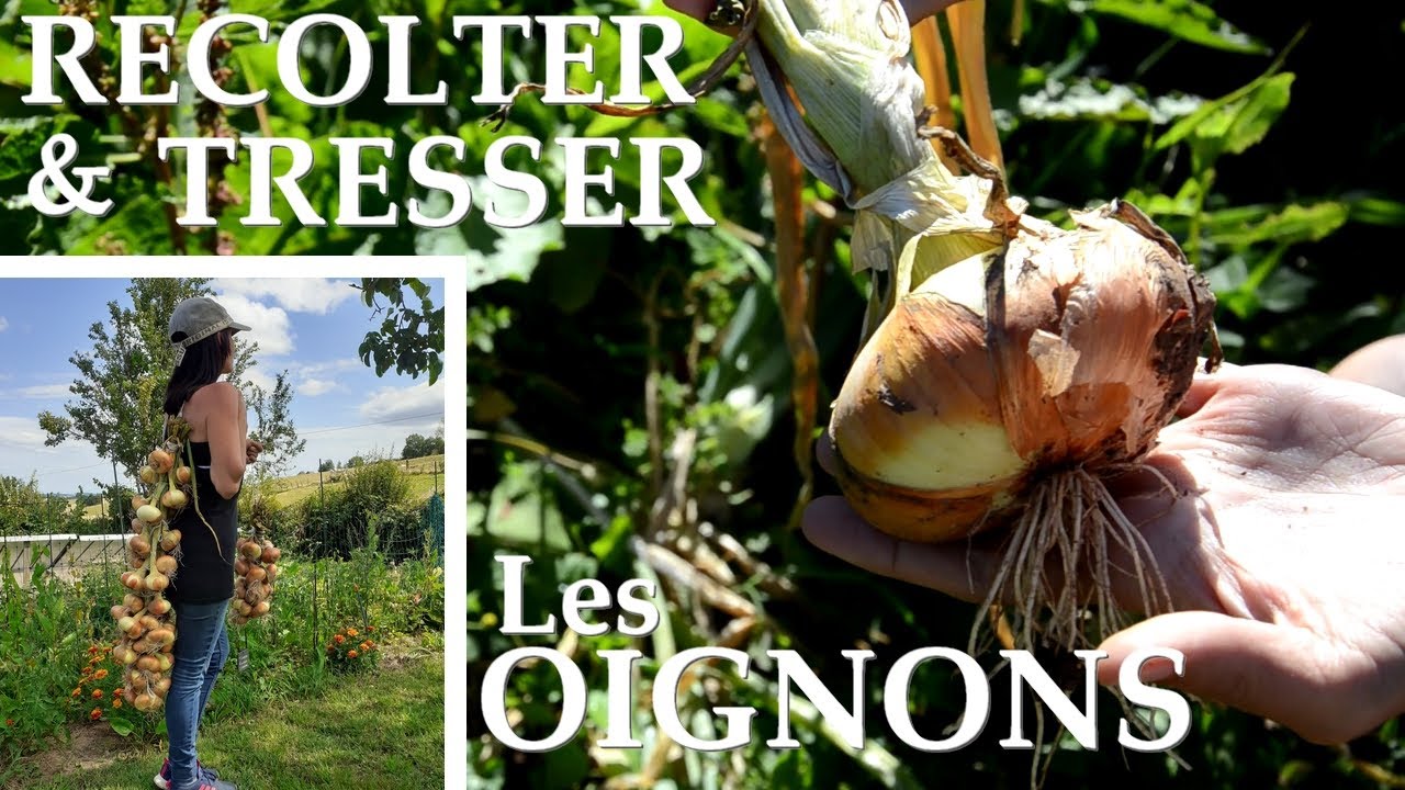 {TUTO} Récolter et Tresser L'OIGNON au Potager !
