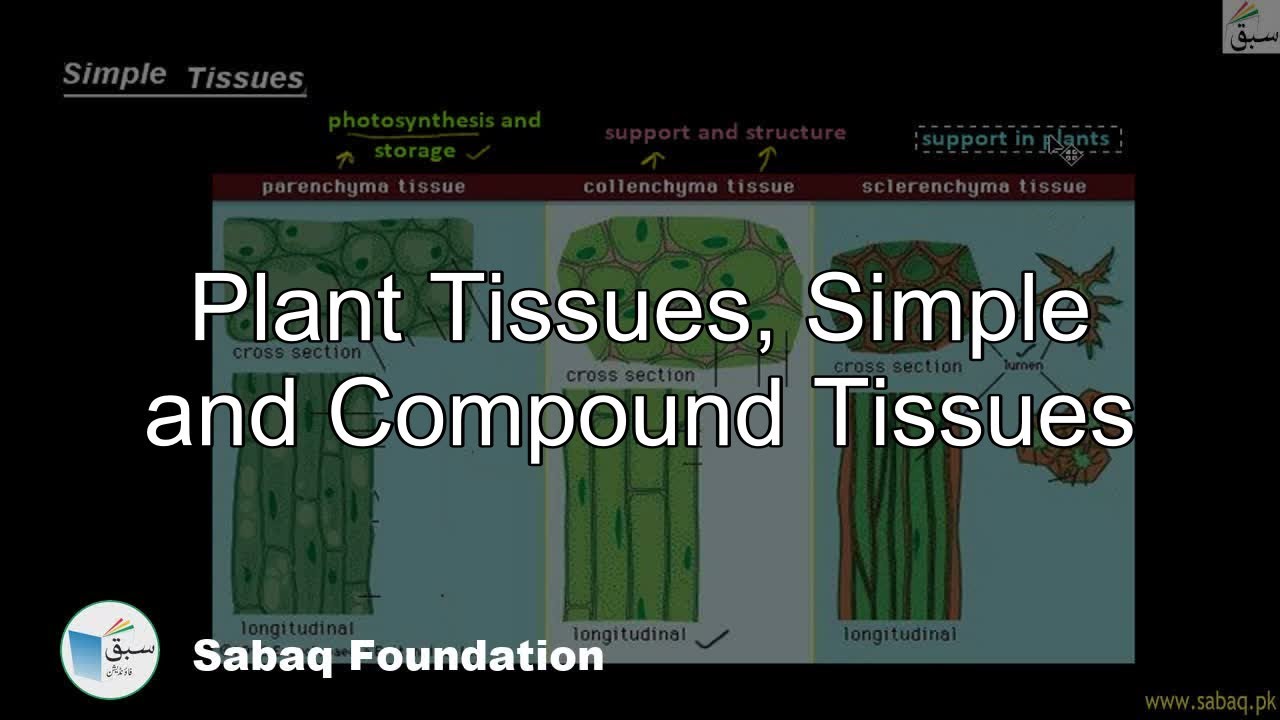 Plant Tissues: Simple And Compound Tissues, Biology Lecture | Sabaq.pk