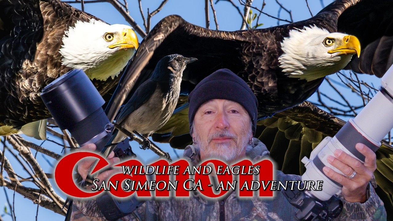 Wildlife and Eagles from San Simeon CA - our favorite place to visit!! I had a new camera with me...
