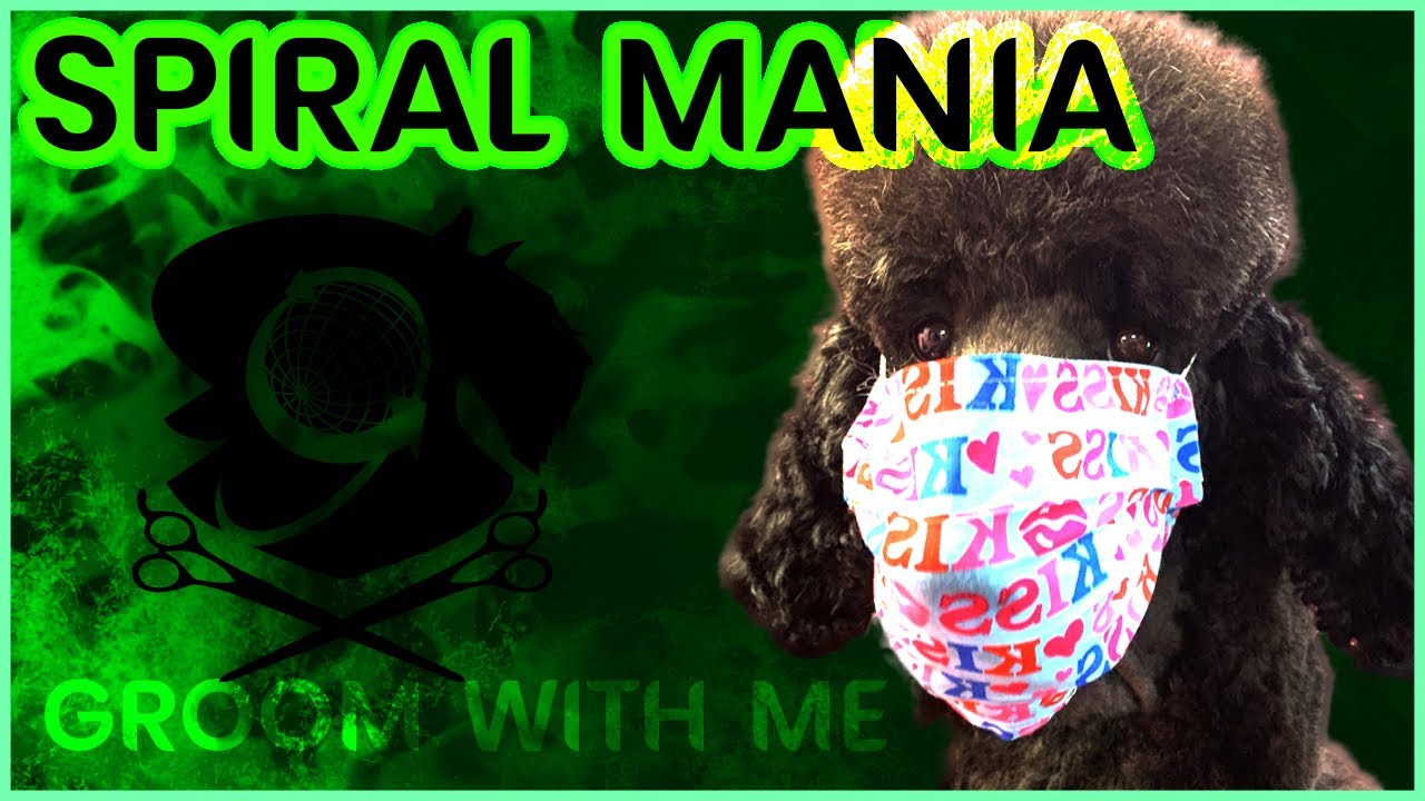Brown Standard Poodle Creative Grooming: Spiral Mania! The Spiral Pattern on Global Groomers TV