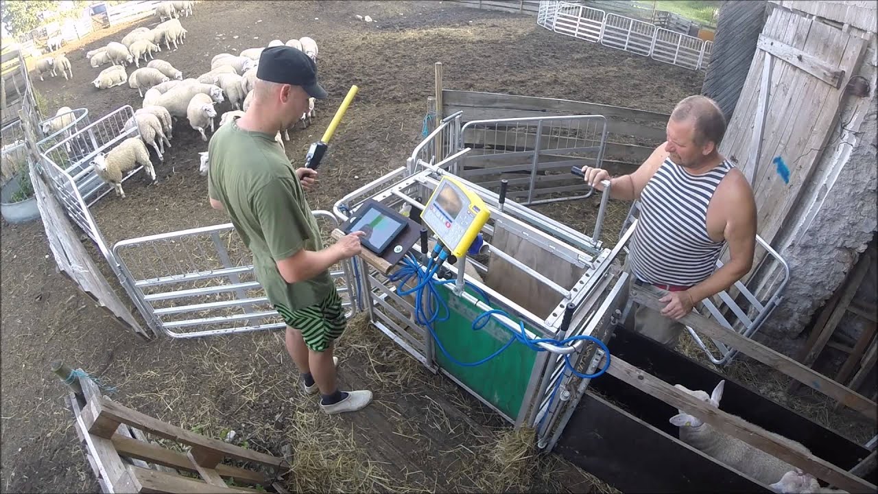 Weighing sheep // Lammaste kaalumine