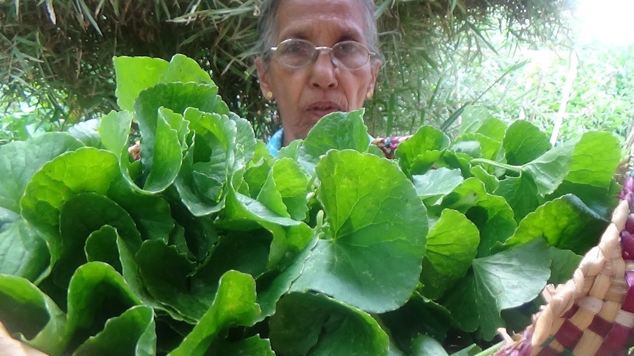 Healthy Village Foods – Pennywort Salad prepared in my Village by Grandma