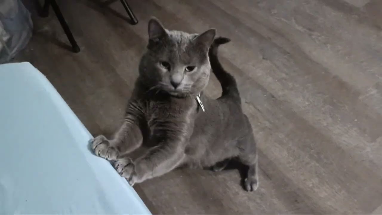 Minoo asking to go outside.