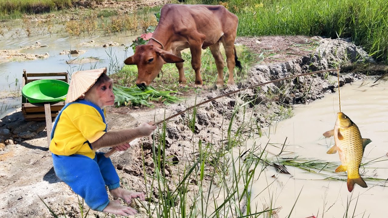 Cutis Farmer Takes Cows Go Eat Grass And Fishing