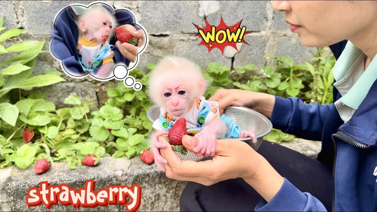 Baby Monkey Abi and his mother went to the garden to harvest strawberry