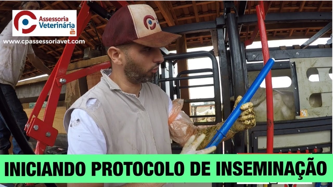 #33 - INICIANDO PROTOCOLO DE INSEMINAÇÃO | CP Assessoria Veterinária