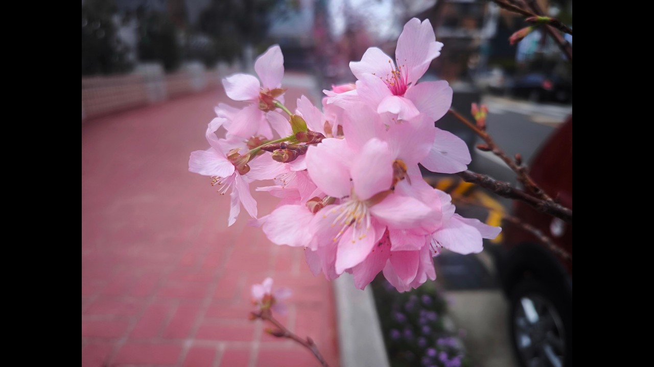 潭子區潭陽國小櫻花20260301