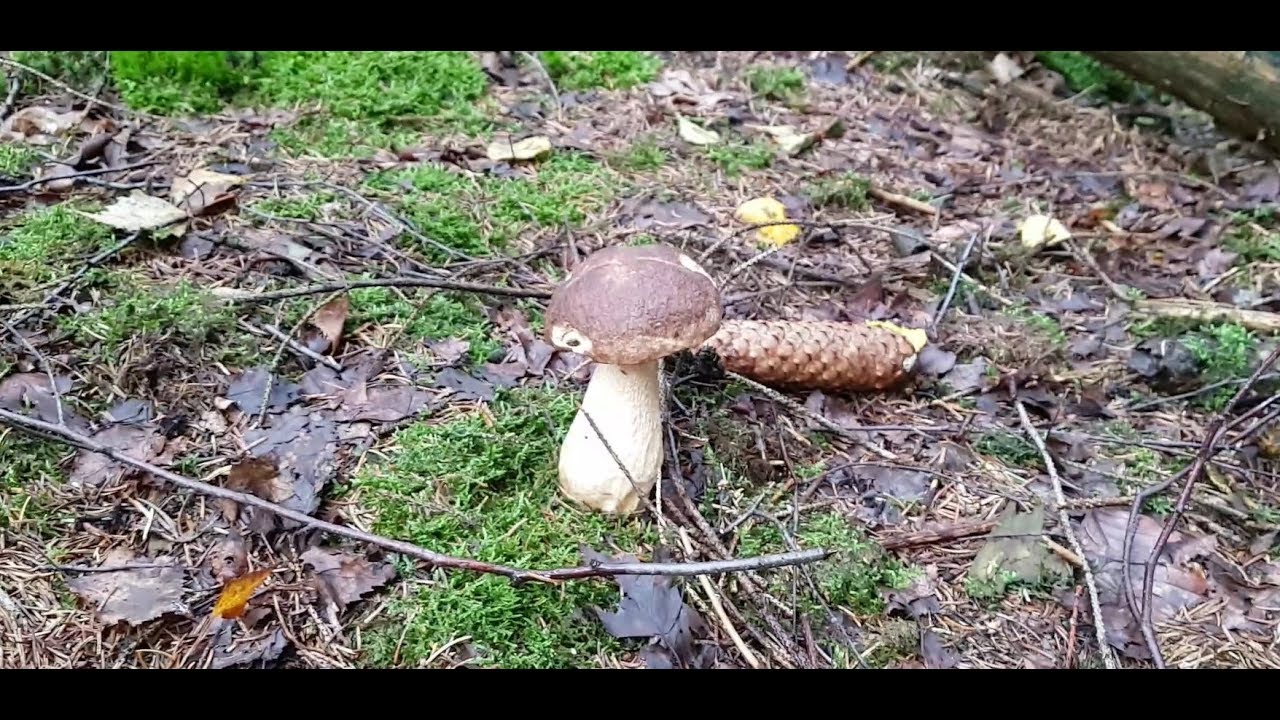 Wie sieht es mit Pilzen aus am 16.09.2017 -  come sembra con i funghi il 16.09.2017