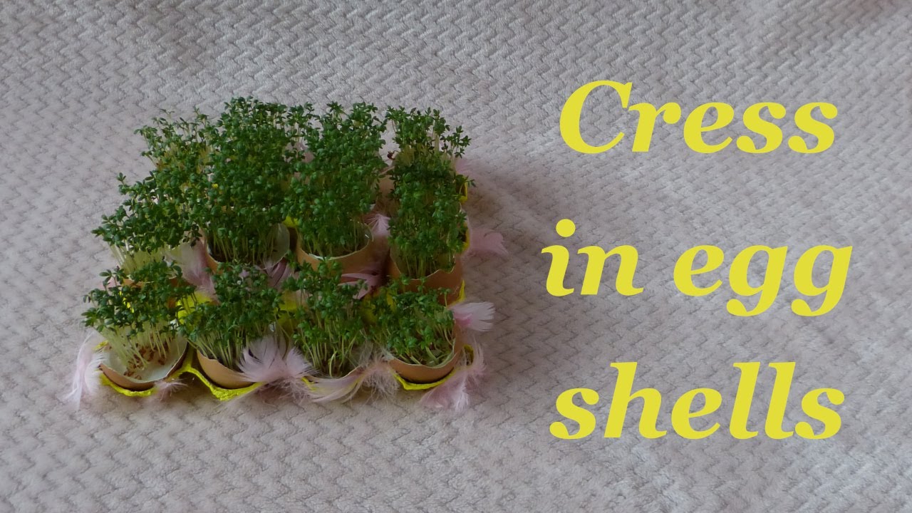 Cress in egg shells. DIY Easter decorations 🐇🐤🌷🐣
