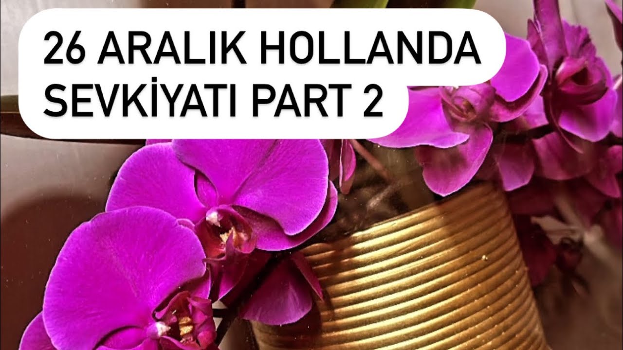 26 ARALIK ORKİDE SEVKİYATI İNCELEMESİ PART2
