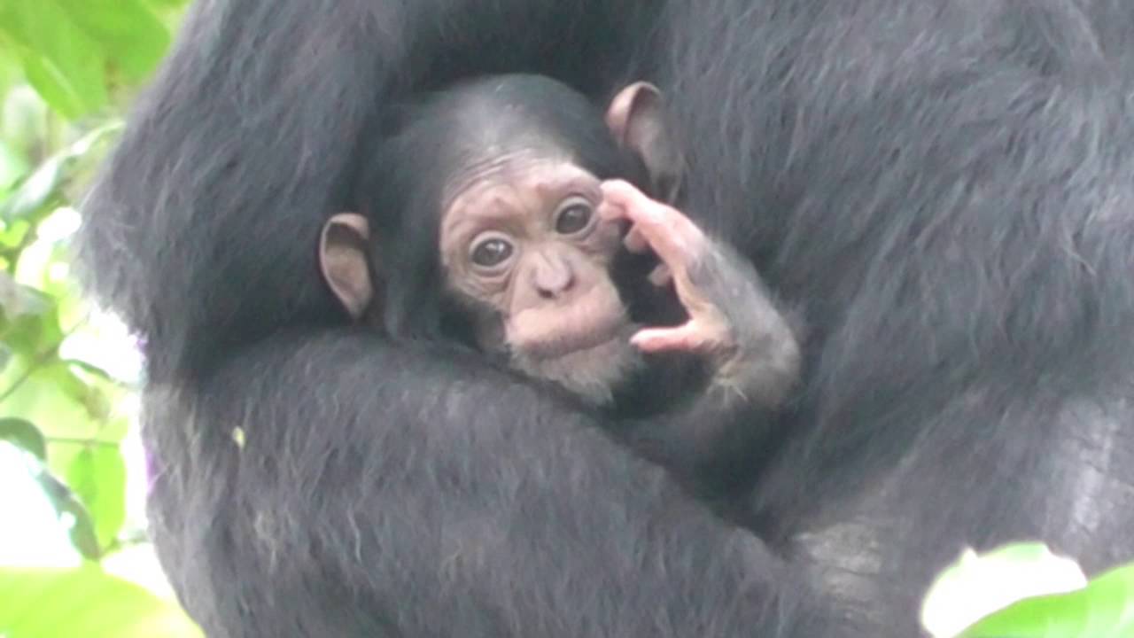 Three new chimpanzee babies at Bulindi! (May 2016)
