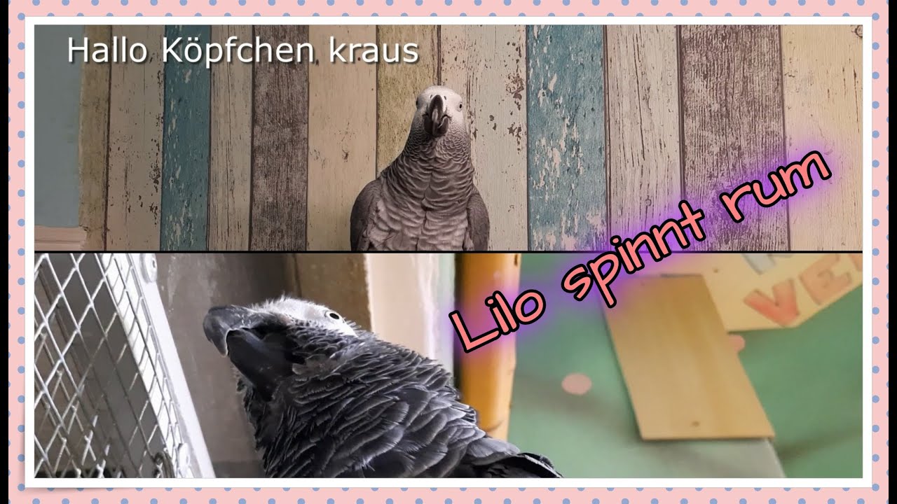 Lilo spinnt