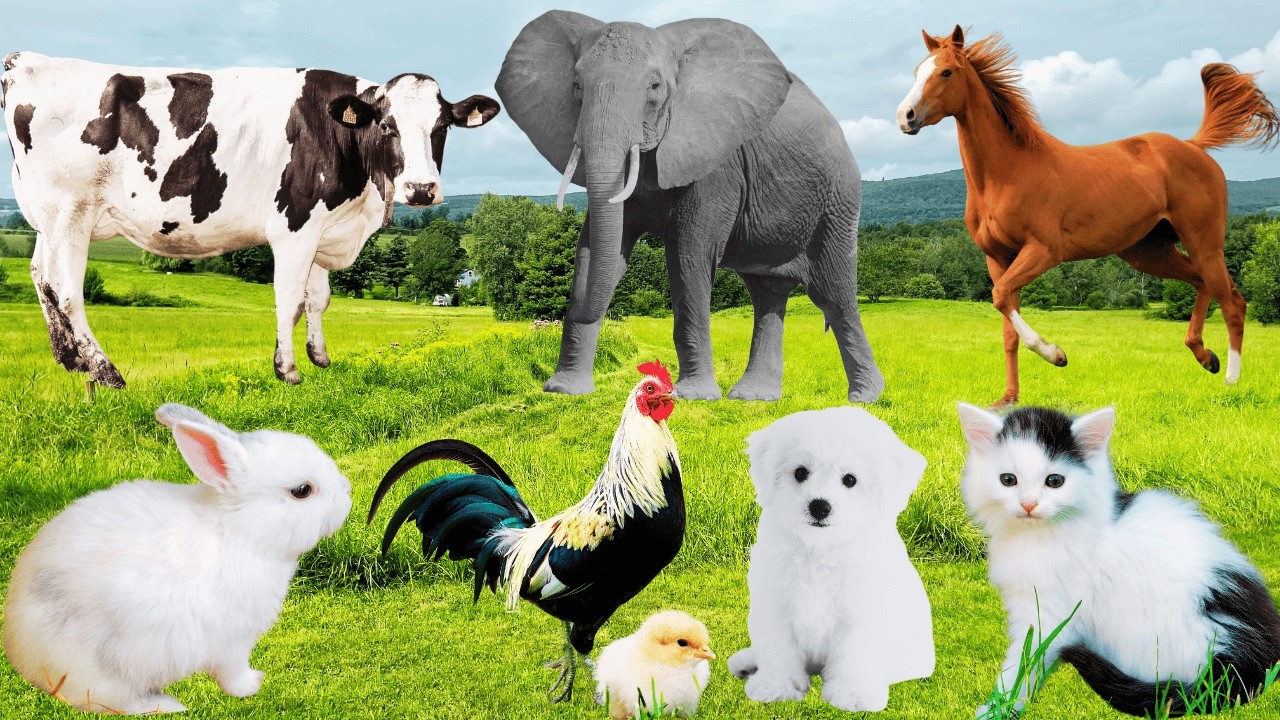 Lovely Animal Moments: Horse, Elephant, Rabbit, Cat, Puppy, Goat, Sheep, Dog - Cute Farm Animal