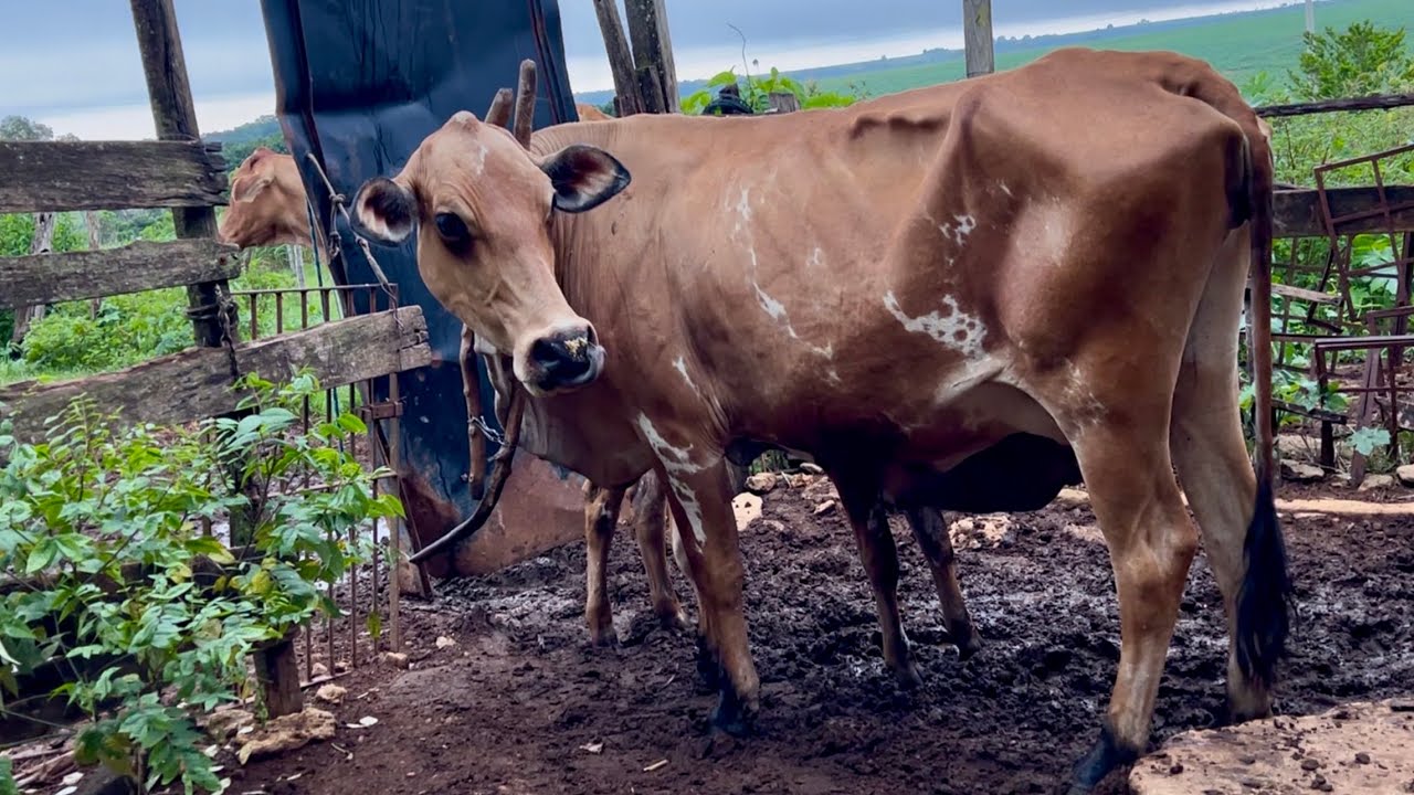 Tirando leite &agrave; moda antiga - Sem m&aacute;quina, s&oacute; na m&atilde;o. 