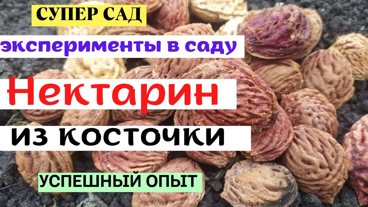 Нектарин из косточки. Как посадить?