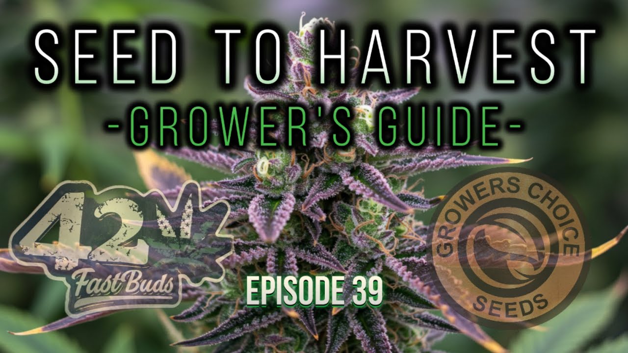 🌱 Seed to Harvest - Growers Choice & FastBuds 420 | 1st Harvest Weigh-In/Light Cycle Change-Part 39🔥