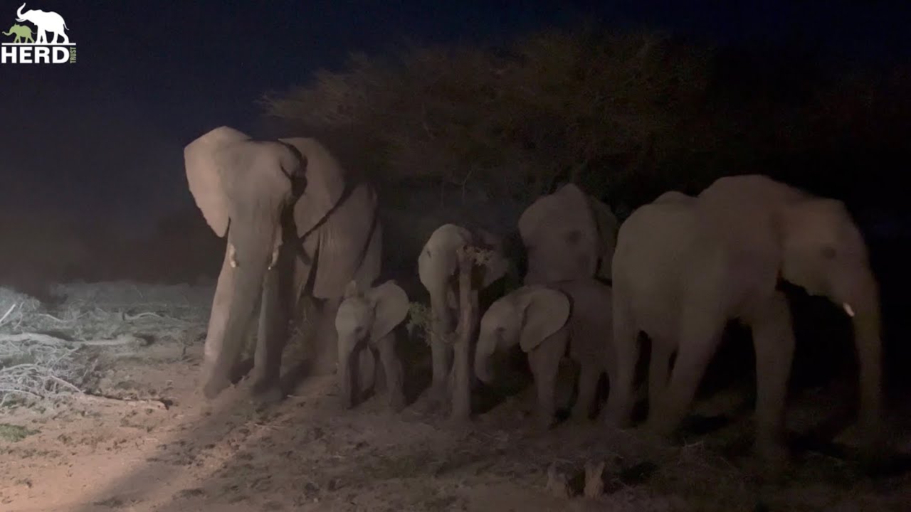 A New Encounter with a Wild Albino Elephant & A Night with Khanyisa Asleep in the Homestead ✨