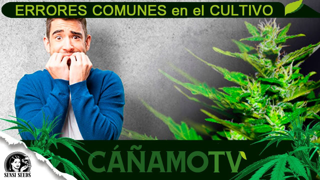 Los ERRORES m&aacute;s COMUNES en el CULTIVO de CANNABIS