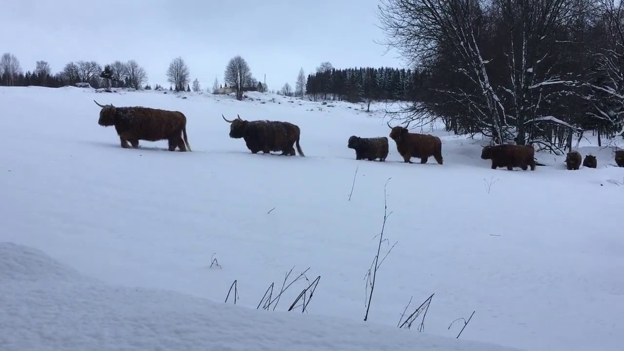 Scottish Highland Cattle In Finland: Snow train 5th of December 2016 / Ylämaankarja