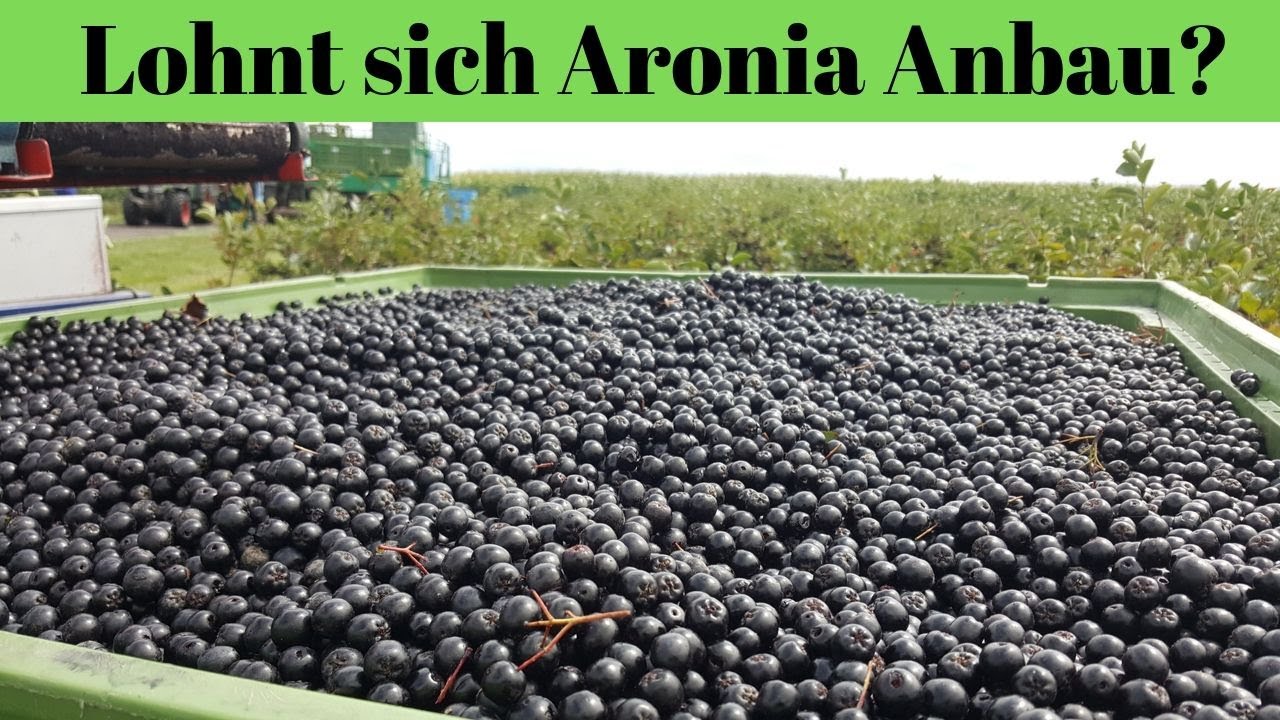 Lohnt sich der Anbau von Aronia?